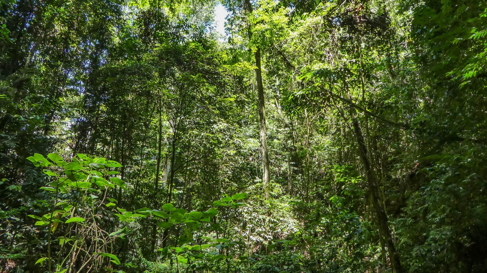 Rainforest at Brownsberg in Suriname